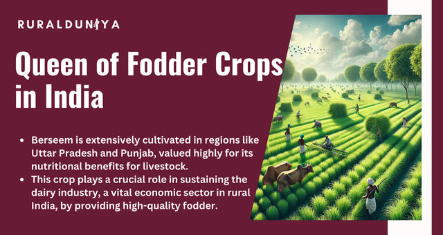 Queen of Fodder Crops in India